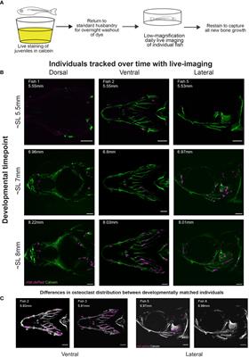 Osteoclast activity sculpts craniofacial form to permit sensorineural patterning in the zebrafish skull